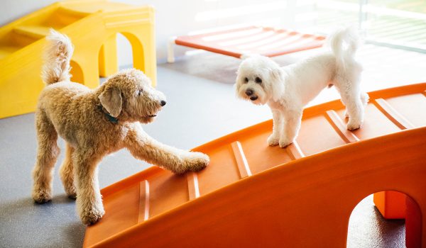 Pups Playing on Dogtopia Slide
