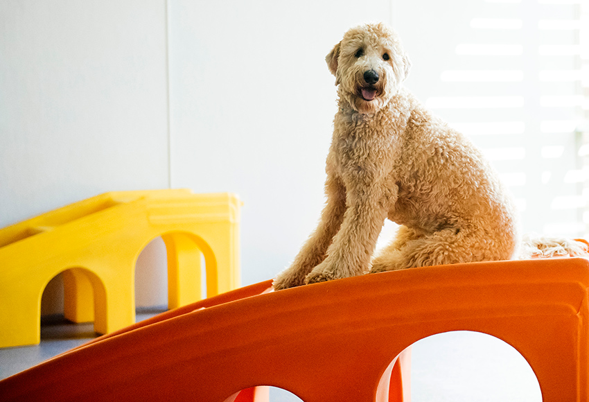 Big dog on Dogtopia playroom equipment